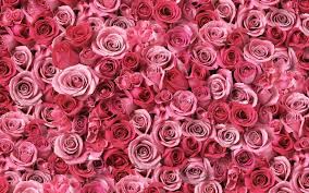We've gathered more than 5 million images uploaded by our users and sorted them by the most popular ones. Best Full Hd Flower Wallpapers Full Hd Flower Wallpapers Free Download Wallpaperkiss 1