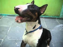 Check spelling or type a new query. Bull Terrier Tricolor Youtube