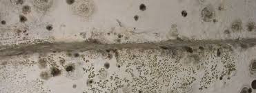 How To Get Rid Of And Prevent Mold Growth On Concrete Environix In 2020 Concrete Basement Walls Concrete Basement Floors Clean Black Mold