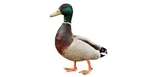 But, if you guessed that they weigh the same, you're wrong. How Well Do You Know Duck Hunting Proprofs Quiz