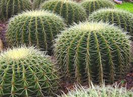 En algunos casos desarrollan una serie de pequeños pelitos que. Por Que Los Cactus No Tienen Hojas Tareas Wiki