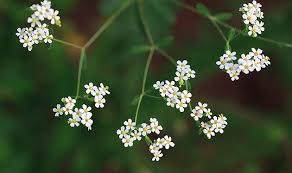 For all occasions · plants & gifts available · international delivery Flowering Spurge Euphorbia Spurge Flowers Bloom March To April Wild Flowers Spring Flowers Flowers