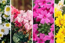 Το morfoula βρίσκεται σε απόσταση μόλις 20μ. 30 Agaphmena Loyloydia Apo Tis Ayles Twn Giagiadwn Mas Ta Mystika Toy Khpoy