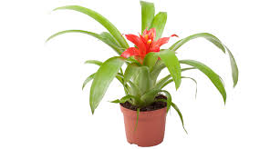 If a plant is known to be hazardous to. Houseplants Suck Up Air Pollutants That Can Sicken People Science News For Students