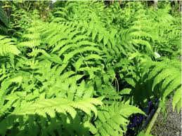 Image result for Christella dentata