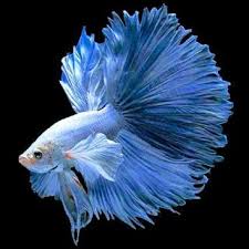 Jual beli ikan cupang dan iformasi. Wallpaper Ikan Cupang Ikan Cupang Hias Koi Plakat Fancy Giant Halfmoon Rosetail Ikan Cupang Kucing Anjing Betta