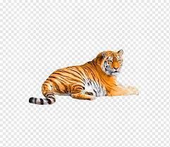 Hopeully you guys like it! Siberian Tiger Bengal Tiger Malayan Tiger Cat White Tiger Tiger Mammal Animals Cat Like Mammal Png Pngwing