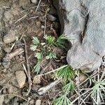 Image result for Actiniopteris semiflabellata