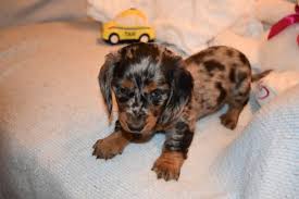 How big are miniature dachshund puppies? Dachshund Puppy For Sale In Benton Ar Adn 58648 On Puppyfinder Com Gender Female Age 6 Weeks Old Dachshund Puppies For Sale Puppies Puppies For Sale