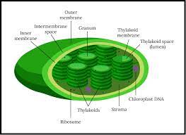 Their main role is to provide the site for light and dark reactions. Explain The Structure Of Chloroplast Accompany With Class 11 Biology Cbse