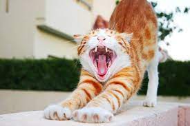 Cats And Cavities Symptoms Causes Treatments Cattime Cat Yawning Cats Cat Care