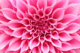 27 785 treff for pretty flower pictures i alle. Abstract Closeup Macro Of Pink Dahlia Flower With Beautiful Stock Photo Picture And Royalty Free Image Image 21547631