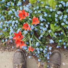 Forget me nots are biennials for the most part, although there are some that are perennials. Day 114 Forget Me Nots And Tulips Gardens Weeds Words