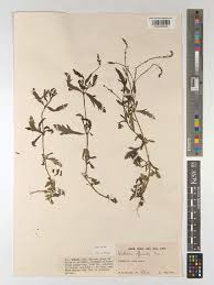 Image result for Nesogenaceae