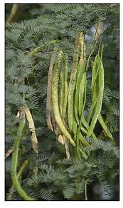 Image result for Prosopis juliflora
