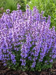 Film ● video ● photography ● graphic design who´s a cats pajamas? Nepeta Cat S Pajamas Bluestone Perennials