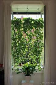 60 Marvelous Indoor Vines And Climbing Plants Decorations Hoommy Com Indoor Vines Hanging Plants Indoor Indoor Plants