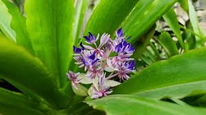 Image result for Commelinaceae