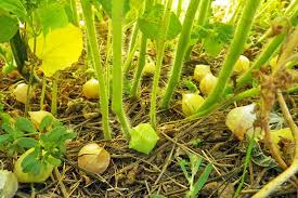 Its flesh is actually sweet, meaty, and it is low in acidity. How To Plant And Grow Ground Cherry Physalis Spp Gardener S Path