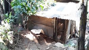 Kandang ternak kacer, kandang murah dan minimalis,kandang ternak,kandang kacer,berternak kacer,bertenak burung kacer kandang ternak perkutut: Terjebak Selama Satu Hari Satu Malam Di Kandang Macan Tutul Makan Ayam Bebek Dan Telur Tribun Jabar