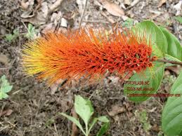 Image result for Combretum fuscum