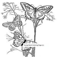 Pin On Butterfly Flowers Coloring Pages