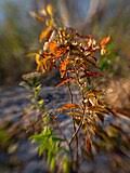 Image result for Searsia grossireticulata
