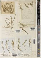 Image result for Coelachne