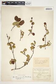 Image result for Berchemia discolor