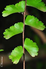 Image result for Adiantum soboliferum
