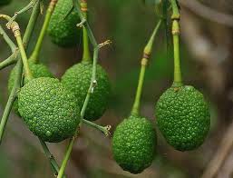 Image result for Maerua juncea