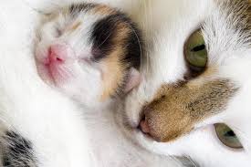 Check spelling or type a new query. Cat Study Cats Actually Do Get Attached To Their Owners Much Like A Kid To Their Parent Researchers In Oregon Find Cbs News