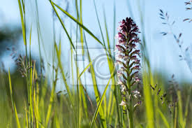 Dzika orchidea • filmy • pliki użytkownika lutomski przechowywane w serwisie chomikuj.pl • dzika orchidea (wild orchid).rmvb, dzika orchidea lektor pl.rmvb. Obraz Dzika Orchidea W Zielonej Trawie Na Wymiar Piekno Charakter Flora Redro Pl