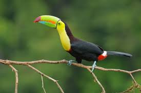 Animals that inhabit the rainforest canopy include lemurs, spider monkeys, sloths, toucans, orangutans and parrots. Some Ways Plants And Animals Adapt In Tropical Rainforests Owlcation