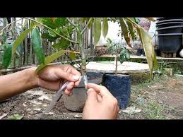 5 cara merawat tanaman sirsak agar berbuah lebat #caramerawattanamansirsak #ciptaalami. Cara Okulasi Pohon Durian Yang Paling Mudah Youtube
