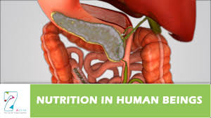 Nutrition In Human Beings