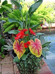 Bird Of Paradise Plant In Pot Outside Container Gardening With Katg Cubit Kat S Container Recipes Past And Present Forum Bird Of Paradise Thai Calad Plants Container Gardening Container Plants