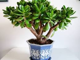Cactus de navidad quemado por el sol. Como Cuidar De La Planta Jade En Interiores Succulent Avenue