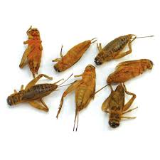 Any of various orthopteran insects of the family gryllidae, having long. Crick Ettes Insect Candy Educational Innovations Inc