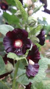 Das vielseitige angebot reicht von verschiedenen wuchsformen über unterschiedliche blütezeiten bis hin zu diversen wuchsgeschwindigkeiten, duftrichtungen und pflanzenhöhen. Blumen Pflanzen Eden Blumen 100 Stuck Pfingstrose Butterblume Blumensamen Duftende Straucher Pfingstrose Samen Fruhlingspflanzen Mehrjahrige Winterharte Fur Garten Balkon Terrasse Garten Agb Lv