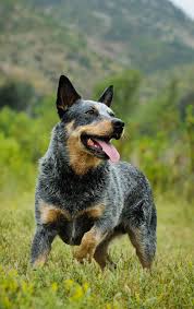 What makes the best dog food for bulldogs? Best Dog Food For Blue Heelers Austrailian Cattle Dog Heeler Puppies Blue Heeler Dogs