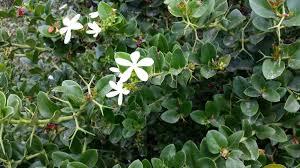 Image result for Carissa