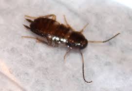 Both sexes of this species have wings that extend beyond the abdomen tip; Smoky Brown Cockroach Nymph What S That Bug