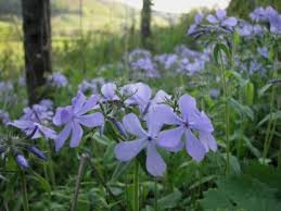 Image result for Nymphaea divaricata