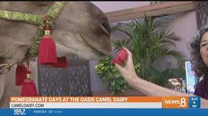 An escape to the farm can be a great way to relax, and get rid of some big. Pomegranate Days At The Oasis Camel Dairy In The Ramona Cbs8 Com