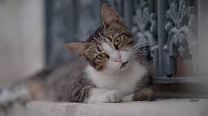 ‪These cats are the celebrity residents of Istanbul | CNN‬‏