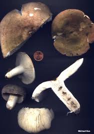 Image result for Russula variata