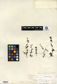 Image result for Bacopa hamiltoniana