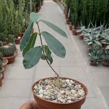 Image result for Raphionacme procumbens