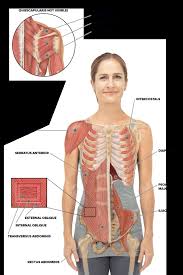 Pain under the left rib cage, for instance, can mean anything from a ruptured spleen to needing to have a good fart. What Is Right Below Ribcage Muscles Under Right Rib Cage What Causes Pain Around The Ribs And Back Symptoms How Can This Be Treated Regenexx The Following Organs Lie Partially Or